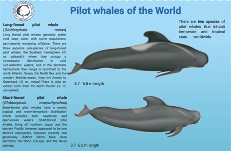 long finned pilot whale population